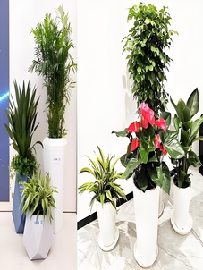 发现奉化花木租摆，解锁绿植租赁新体验